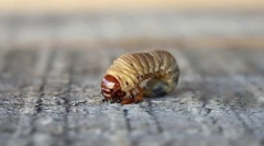 Види розвитку комах