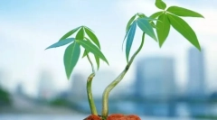 Види рослинних тканин