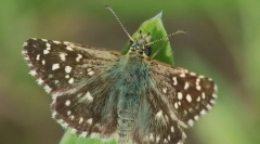 Толстогол лапчаттая