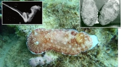 Топ-10: фітнес тваринних статевих органів