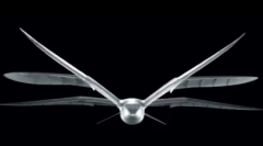 Топ-10: цікаві факти про чайки