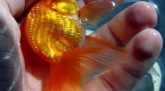 Топ-10 історій про налякану золоту рибку