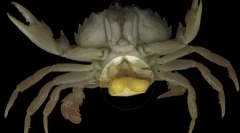 Топ-10: макропарази