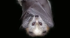 Топ-10: міфи тварини