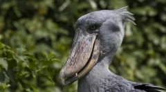 Топ-10 птахів з найбільш химерними дзьобами