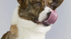 Топ-10: найбільш зникаючі породи собак у великобританії (20 фото)