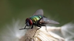 Топ-10 найбільш чистих тварин у світі