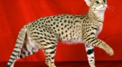 Топ-10 найдорожчих тварин у світі