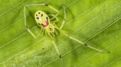 Топ-10 найкрасивіших павуків у світі