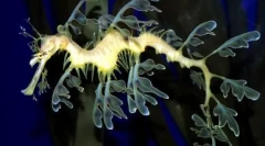 Топ-10 найбільш незвичайних тварин у світі