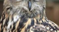 Топ-10 найнебезпечніших хижаків птахів (21 фото)