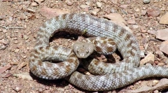 Топ 10 найнебезпечніших змій світу