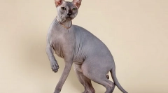 Топ-10 найпопулярніших котячих порід