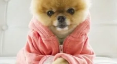 Топ-10 найпопулярніших собак у instagram