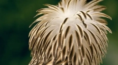 Топ-10 найбільш рідкісних і зникнених птахів на планеті