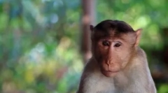 Топ-10 найбільш розумних тварин у світі