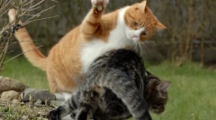 Топ 10 речей, які ваша кішка ненавидить