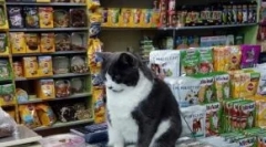 Топ-15 корисних аксесуарів для котів до 1000 рублів