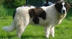 20 Найбільших порід собак у світі