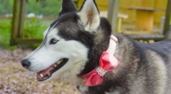 Топ-5 імен для дівчат собак