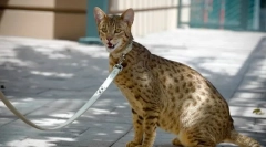 Топ-5: найдорожчі кішки у світі