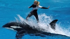 Топ-6 людей, які жорстоко вбиті тваринами, які вони обожнювали