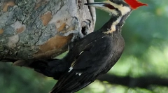 Топ-7 тварин з найдовшими мовами