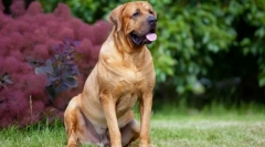 Tosa inu (фото): безстрашна собака японського самураїв