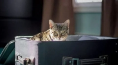 Перевезення кішки