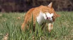 Трава для котів: рости вдома