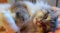 Травми, опіки та отруєння в кішках