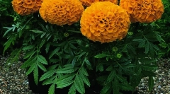 Трави та інші рослини кричать мишей