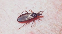 Триатомічний кукурудза