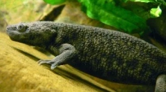 Тритоновий будинок