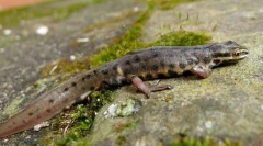 Triton звичайного lance