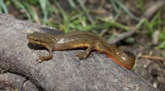 Triton звичайне