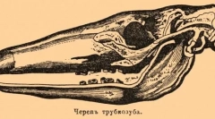 Trubosub: цікаві факти про африканське диво