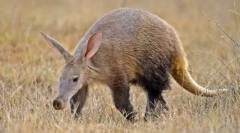 Trubosub - неперевершена тропічна ніч дива