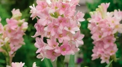 Буджів (поліанта)