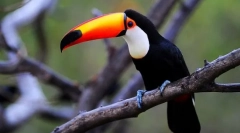 Toucan (фото): дзьоб не трапляється багато, ось що птах вражає!