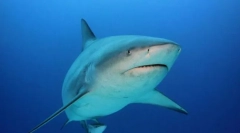 Дурна аккула