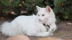 Турецька ангора