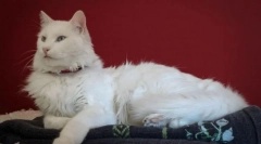 Турецька ван