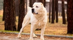 Туркменник алабай (фото): жорсткий гвардійський, надійний захисник
