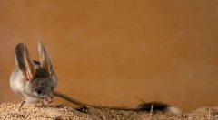 Tuccans (фото): спіймали довгі хвіст стрибки