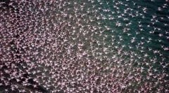 Тисячі рожевих фламінго на озері накуру в кенії