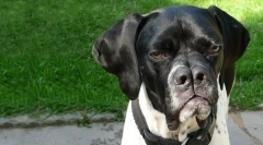 Яка порода собак розколола ніс?