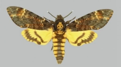 Какукс метелики на спині малюнок у вигляді черепа?