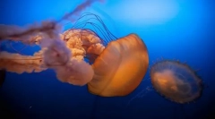 Хто і як діти в морі називаються?