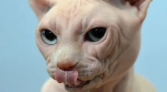 Кішка випадає або розбиває вуса: який тварина загрожує симптома